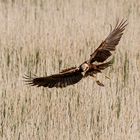 Marsh harrier