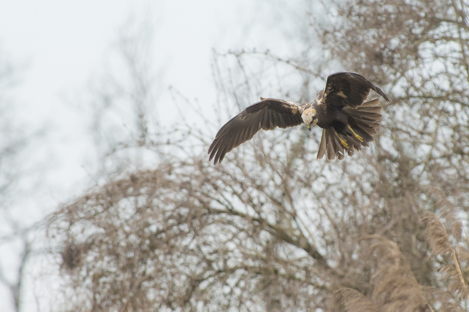 marsh harrier