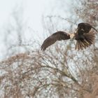 marsh harrier