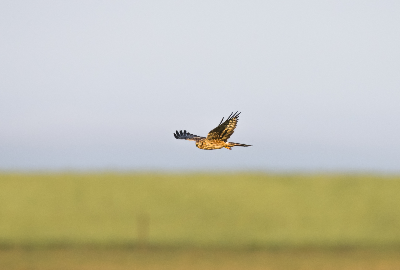 Marsh Harrier Female