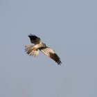 Marsh Harrier Male