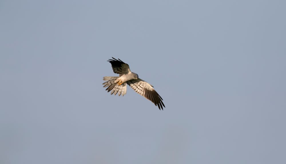 Marsh Harrier Male