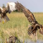 Marsh Harriers