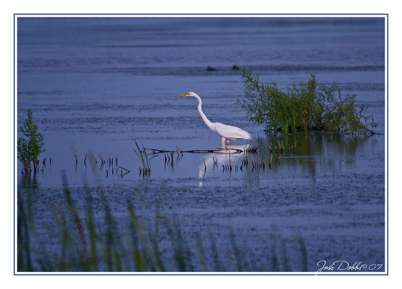 Marsh Hunting