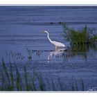 Marsh Hunting