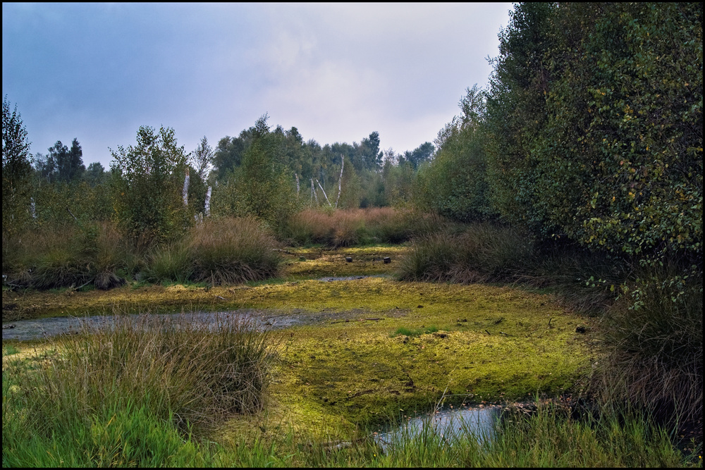 Marsh in late summer