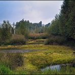 Marsh in late summer