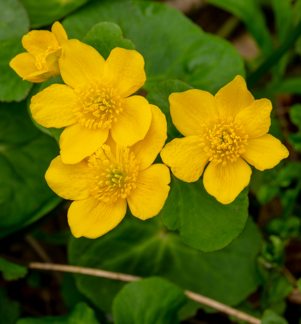 "Marsh Marigold"