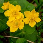 "Marsh Marigold"