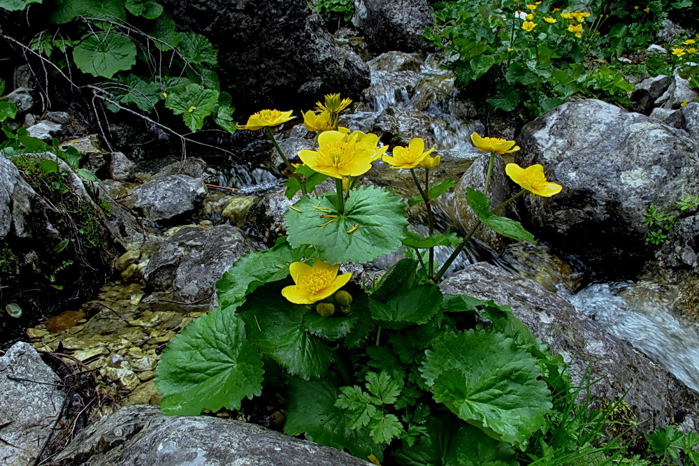 Marsh Marigold