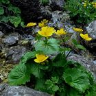 Marsh Marigold