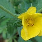 marsh marigold