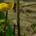 Marsh Marigold