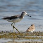 Marsh sandpiper