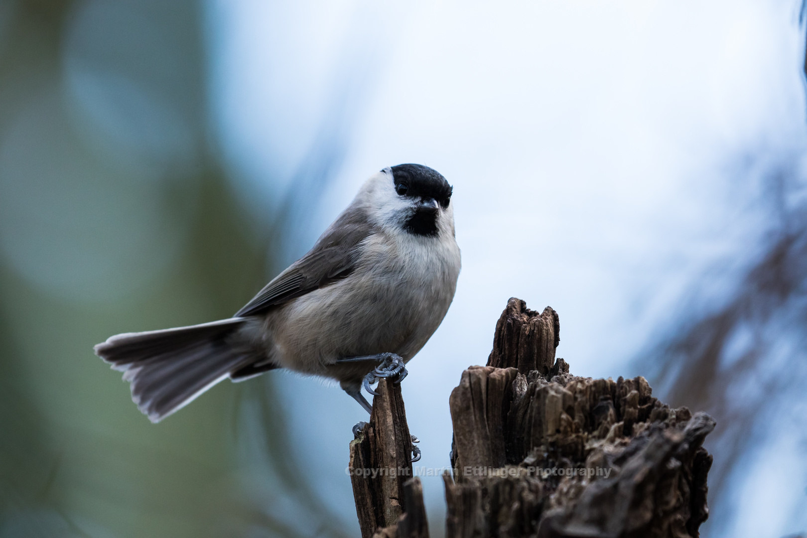 marsh tit 02012019 (1)_02