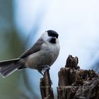 marsh tit 02012019 (1)_02