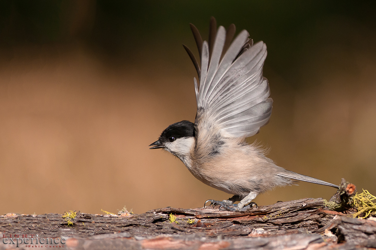 Marsh Tit