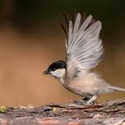 Marsh Tit