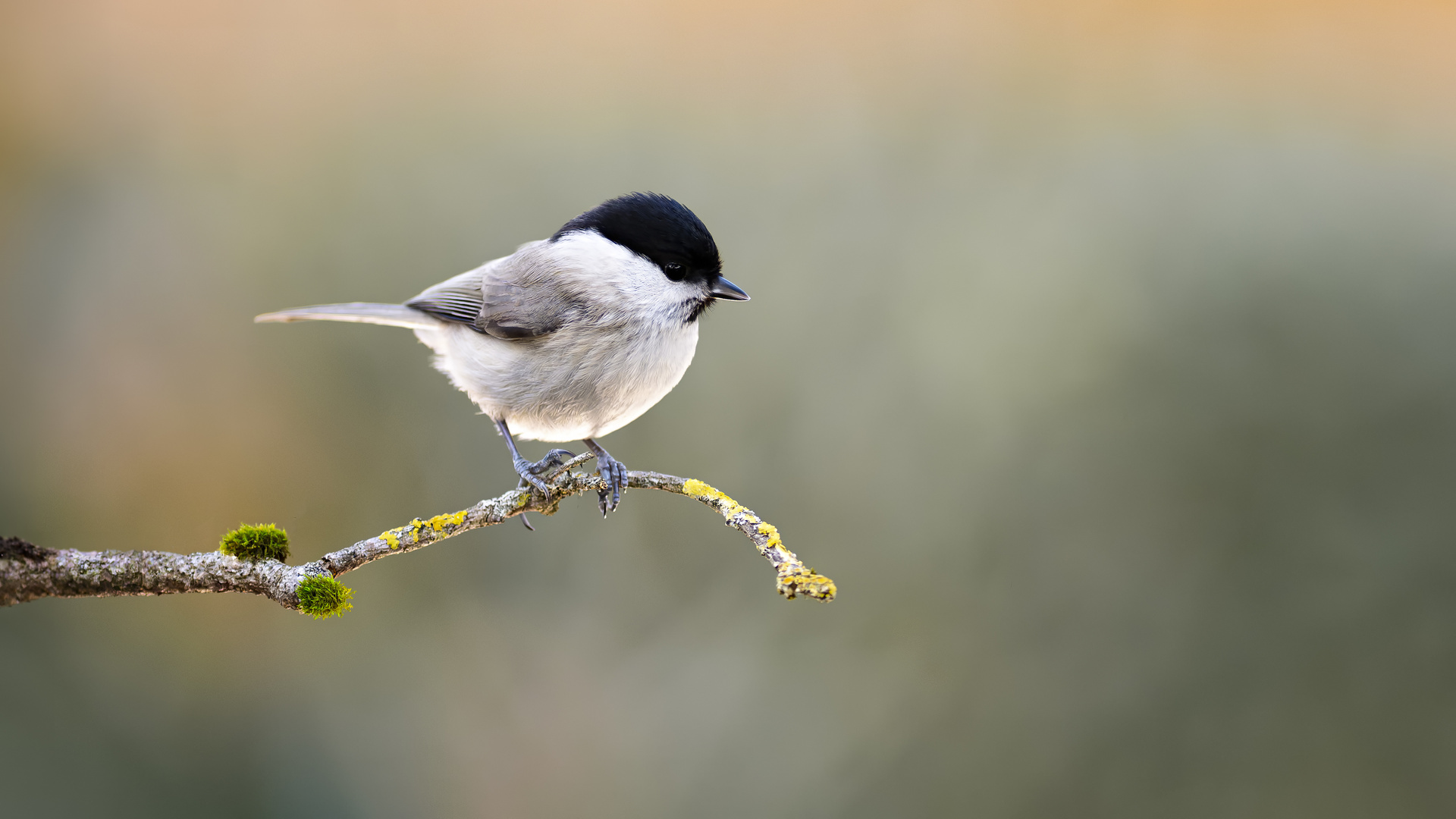 marsh tit