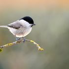 marsh tit