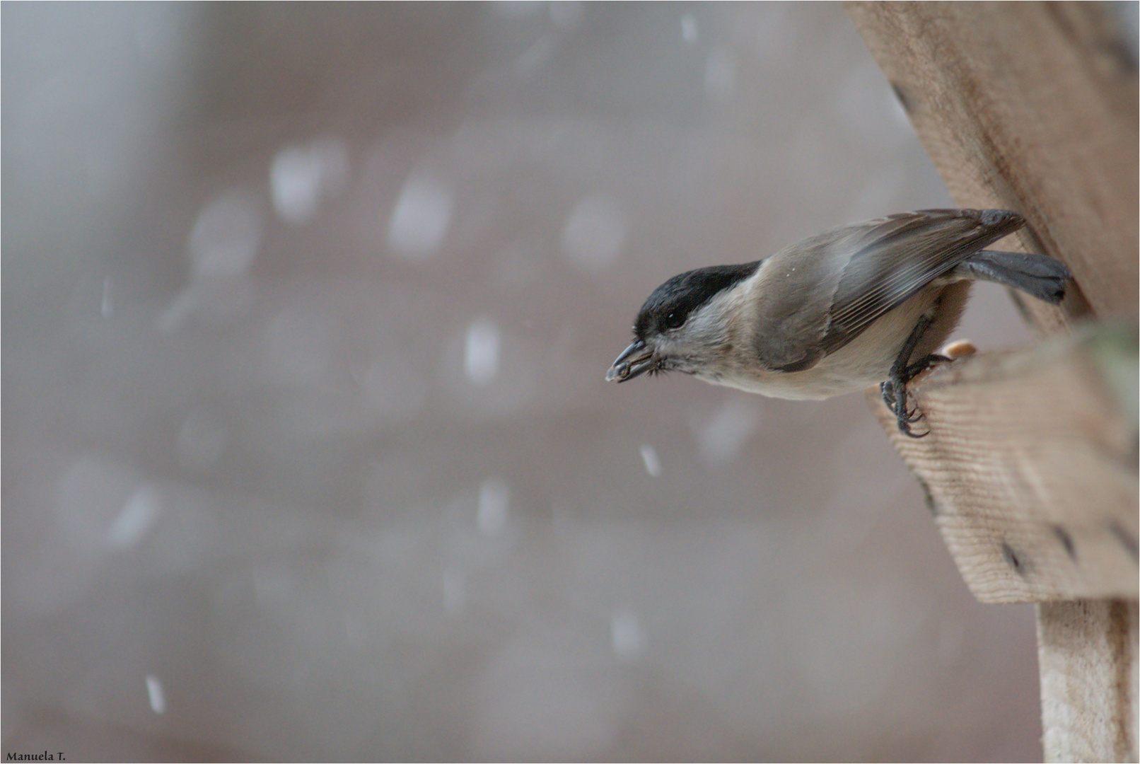 Marsh Tit in the snow