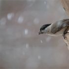 Marsh Tit in the snow