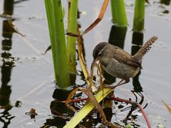 Marsh Wren