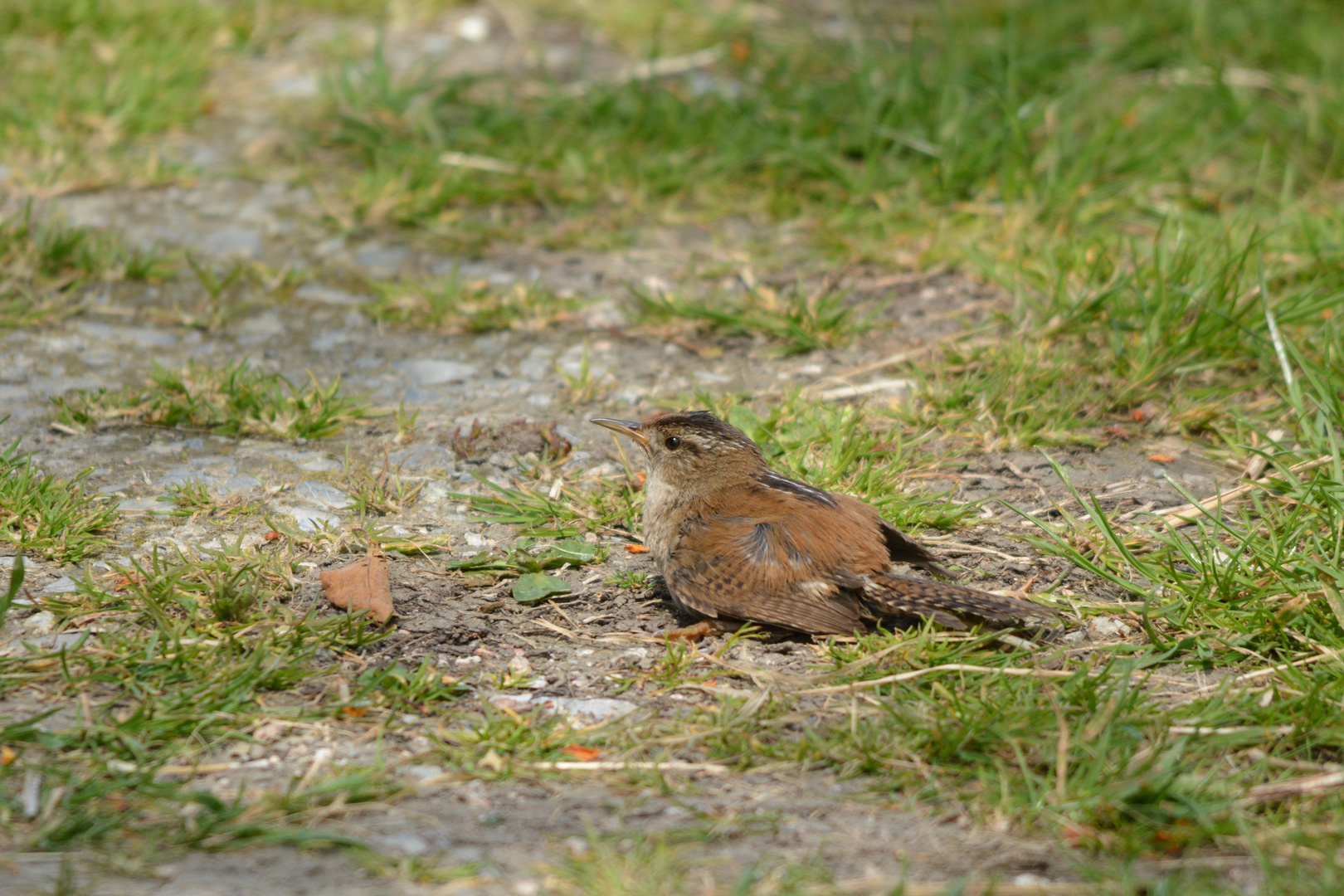 Marsh Wren - Sumpfzaunkönig