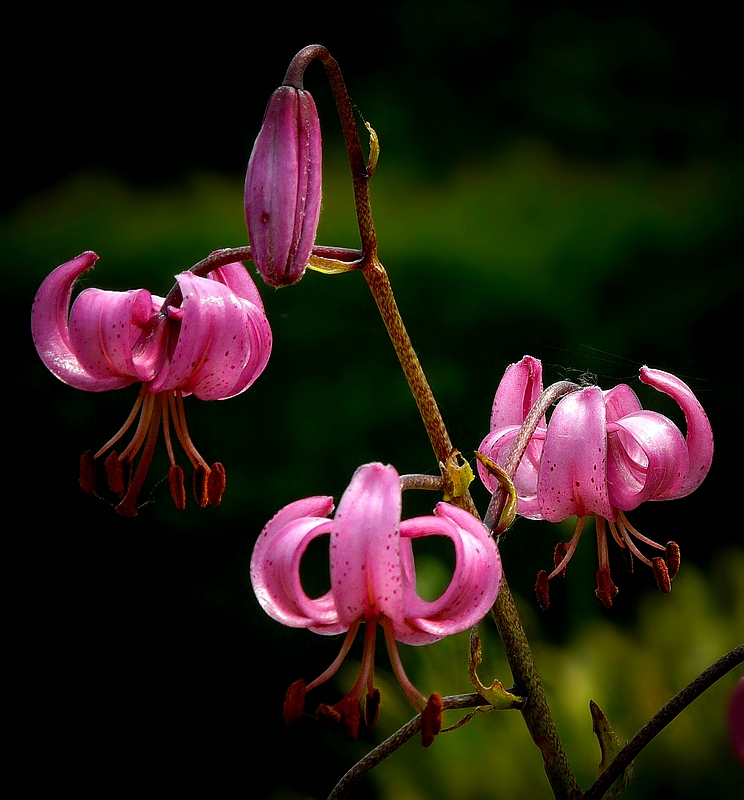 Martagon Lily