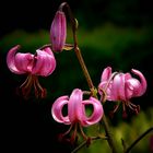 Martagon Lily