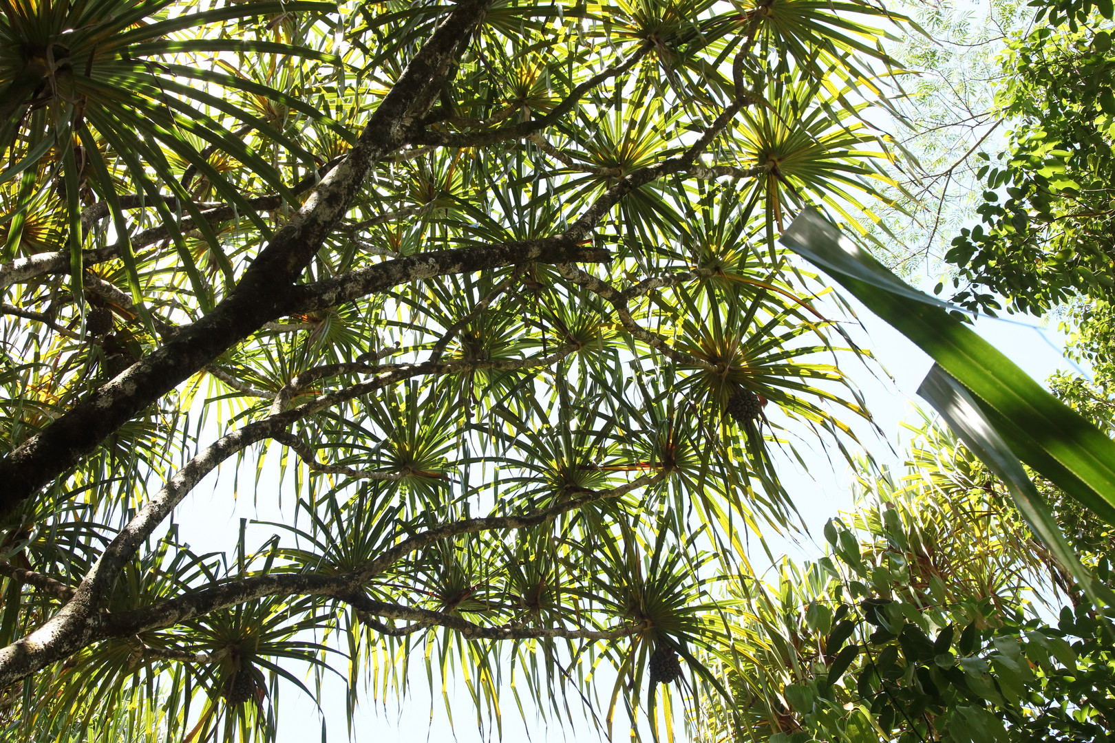 Martellidendron hornei, männlich