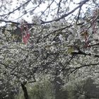 Marteniza oder Frühling in Bulgarien
