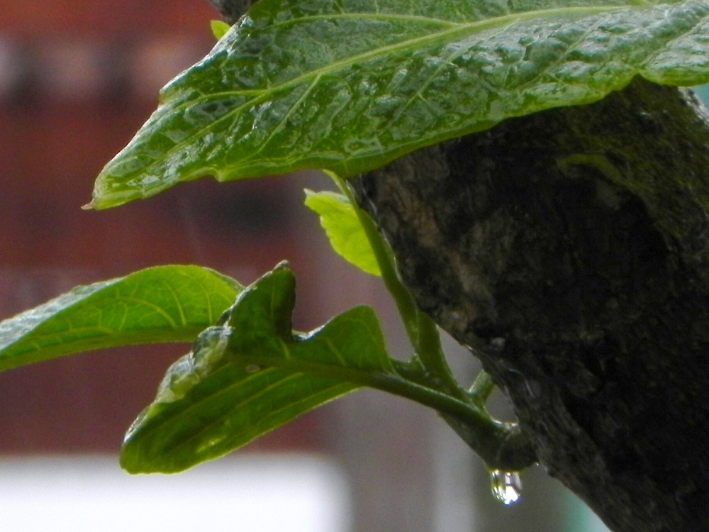 MARTES CON LLUVIA