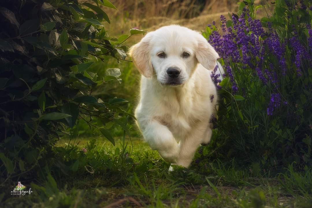 Martha im Lavendel 