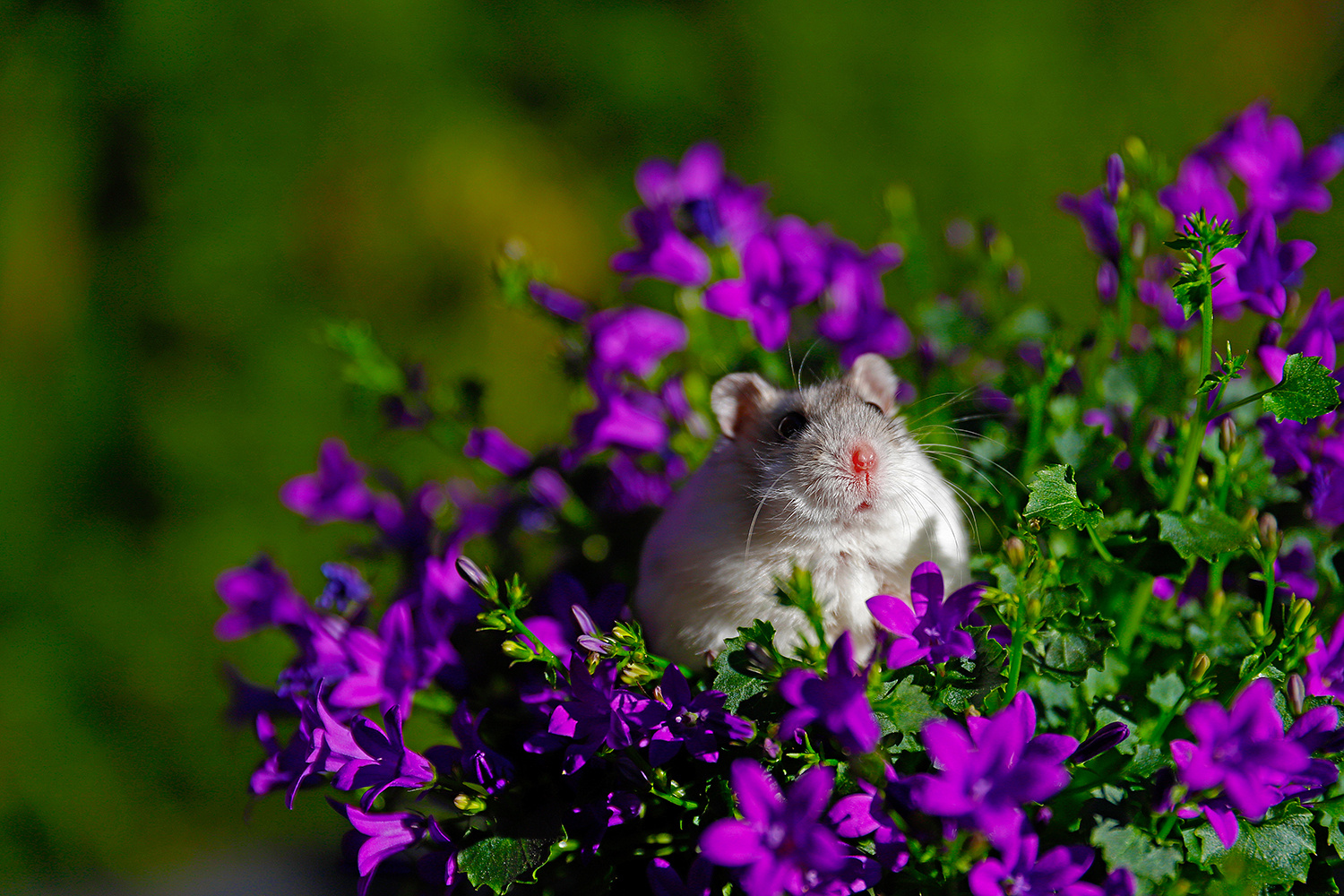 Martha in der Blume