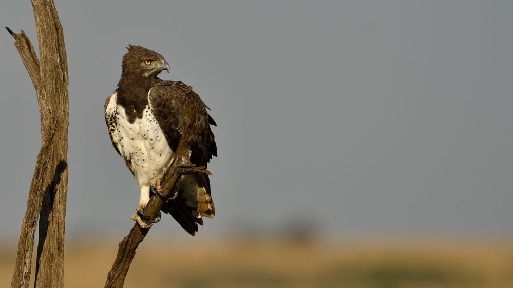 Martial Eagle