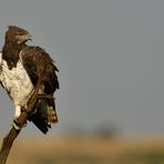 Martial Eagle