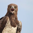 Martial Eagle