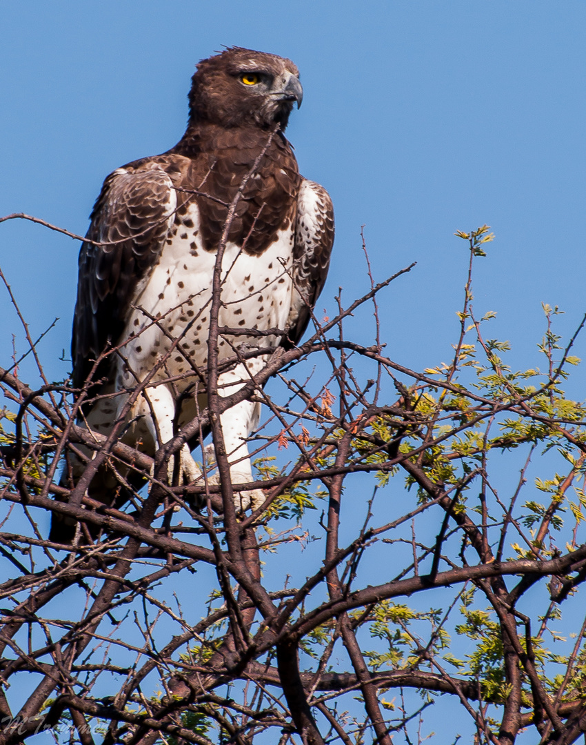 Martial Eagle