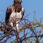 Martial Eagle