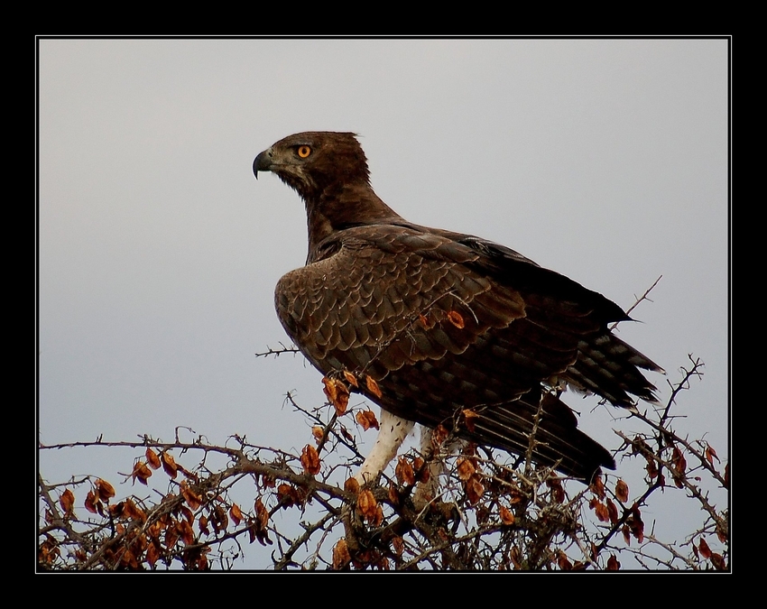 Martial Eagle