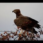 Martial Eagle