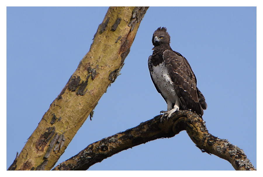 Martial Eagle.