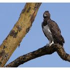 Martial Eagle.