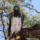 Martial Eagle