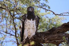 Martial Eagle