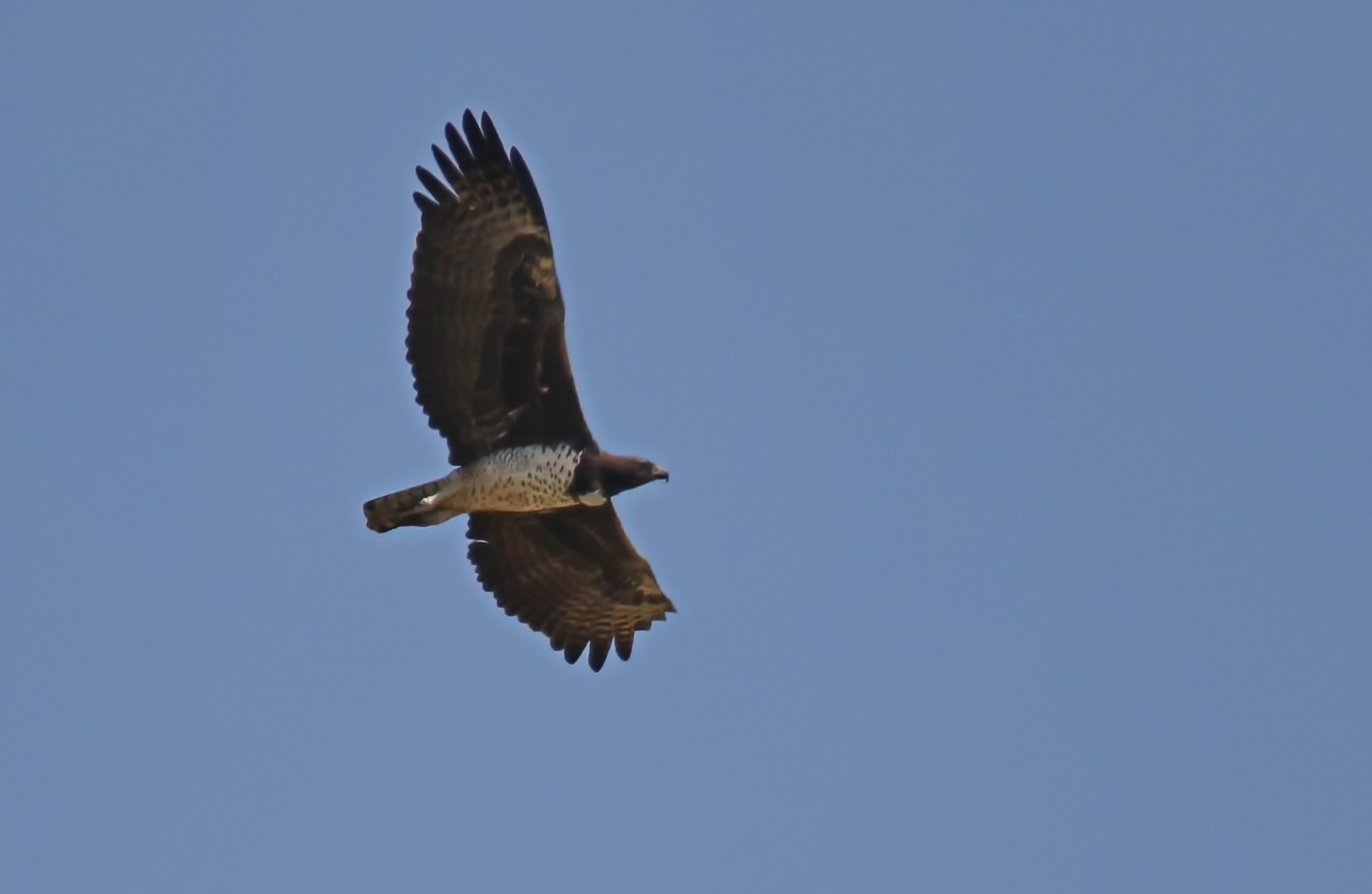 Martial eagle (Doku)