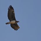 Martial eagle (Doku)