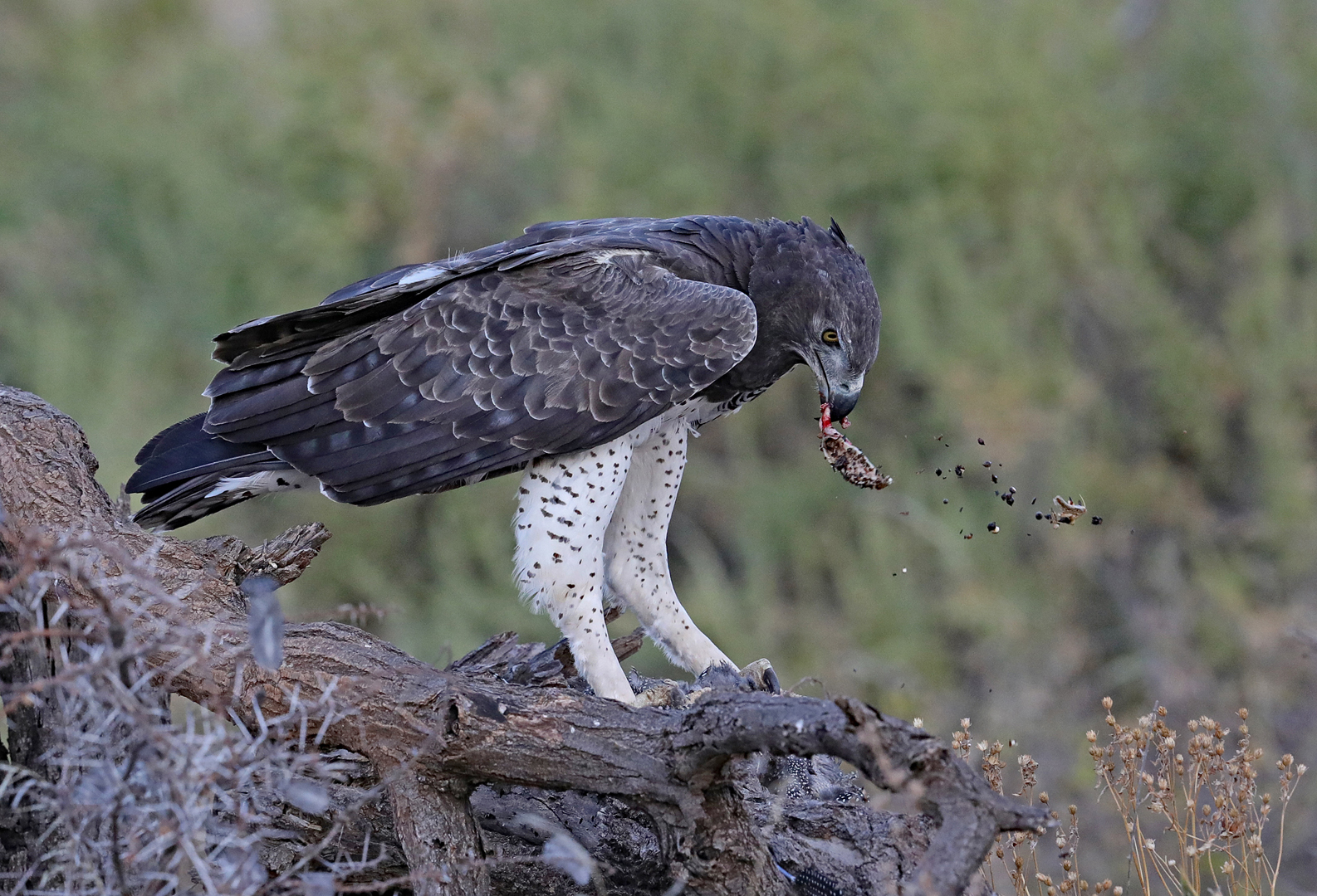 Martial Eagle is eating