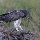 Martial Eagle is eating